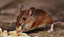 24 Hour & Emergency Exterminators in Chuluota, FL